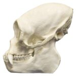 Replica Woolly Spider Monkey Skull