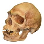 Replica Human Skull – Australian Aboriginal Male