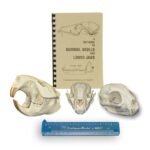 Learning Kit – Small Mammal Dietary