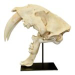 Replica Sabertooth Cat Skull – South American (Smilodon populator)