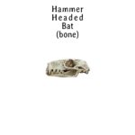 Hammer-Headed Bat Skull Replica – 1:6 Scale (Set of 5)