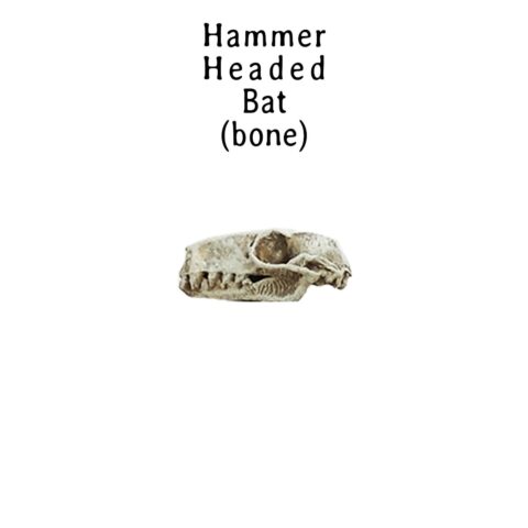 Hammer-Headed Bat Skull Replica - 1:6 Scale (Set of 5)