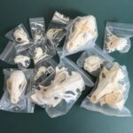 Mystery BoneBag – Skull Pack