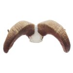 Bighorn Sheep Skull Replica – 1:12 Scale
