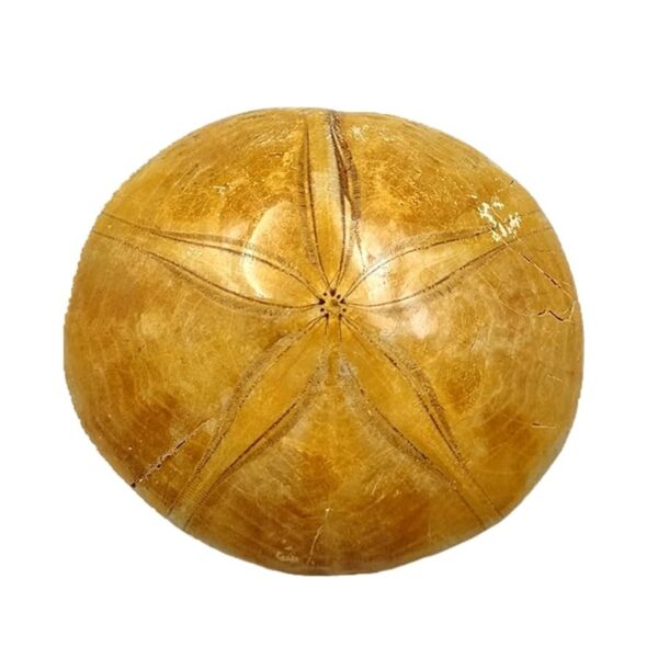 Sea Urchin Specimen – Large
