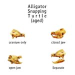 Alligator Snapping Turtle Skull Replica – 1:12 Scale (Set of 2)