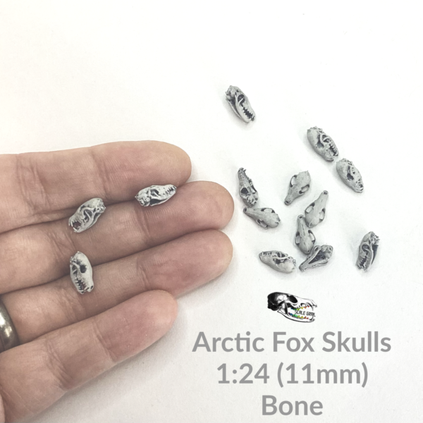 Arctic Fox Skull Replica – 1:24 Scale