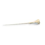 Replica Narwhal Skull