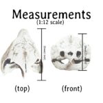 Alligator Snapping Turtle Skull Replica – 1:12 Scale (Set of 2)