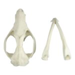 Replica American Opossum Skull – Economy