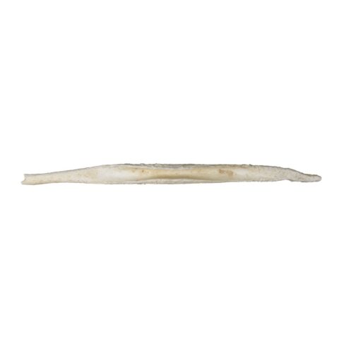Replica African Hunting Dog Baculum
