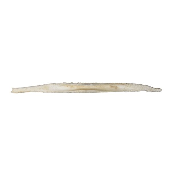 Replica African Hunting Dog Baculum