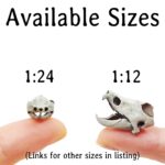 Alligator Snapping Turtle Skull Replica – 1:12 Scale (Set of 2)