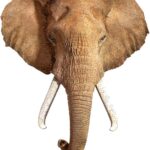 I Am Elephant 300 Piece Puzzle