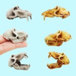 Baboon Skull Replica – 1:6 Scale