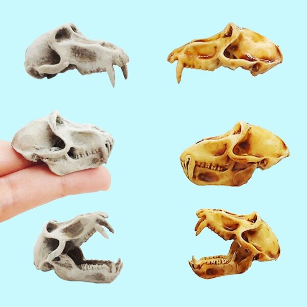 Baboon Skull Replica – 1:6 Scale