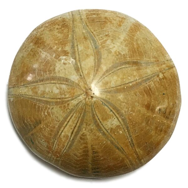 Sea Urchin Specimen – Small