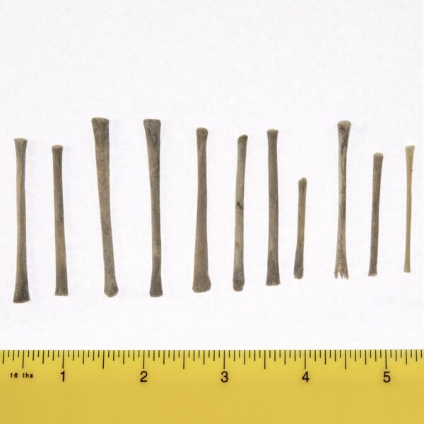 Real Research Quality Human Fetal Fibula – Single