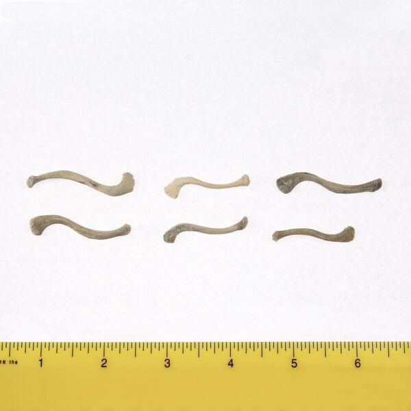 Real Research Quality Human Fetal Clavicle – Single