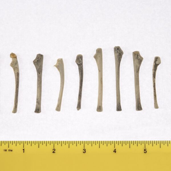 Real Research Quality Human Fetal Ulna – Single