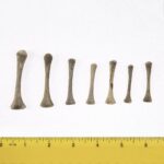 Real Research Quality Human Fetal Humerus – Single