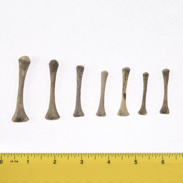 Real Research Quality Human Fetal Humerus – Single