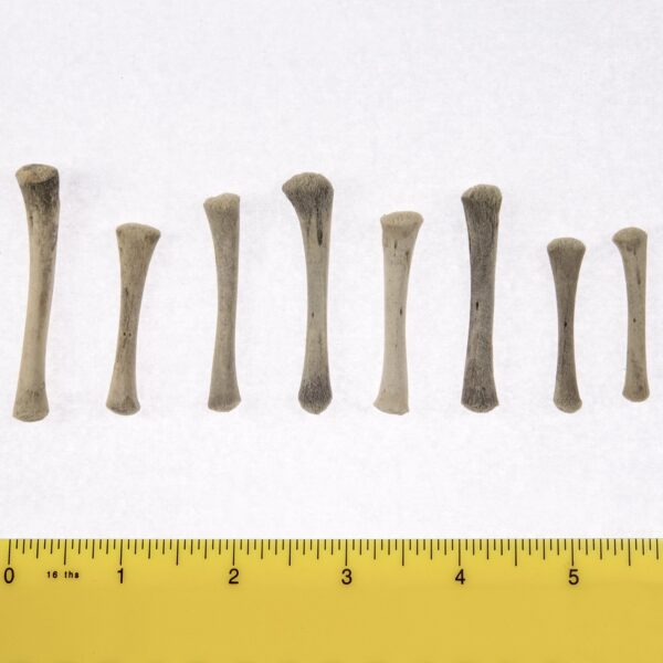 Real Research Quality Human Fetal Tibia – Single