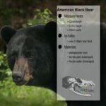 Black Bear Skull Replica – 1:12 Scale