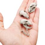Black Bear Skull Replica – 1:12 Scale