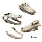 Alligator Skull Replica – 1:6 Scale