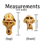 Baboon Skull Replica – 1:6 Scale