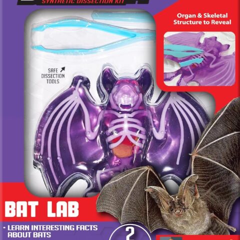 DISSECT IT - Bat
