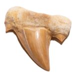 Shark Tooth Specimen – Small