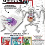 DISSECT IT – Bat