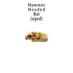 Hammer-Headed Bat Skull Replica – 1:6 Scale (Set of 5)