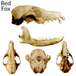 Red Fox Skull Replica – 1:24 Scale