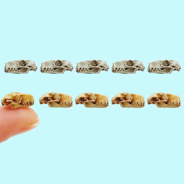Hammer-Headed Bat Skull Replica – 1:6 Scale (Set of 5)
