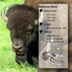 American Bison Skull Replica – 1:24 Scale