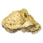 Replica SK-48 Skull – Cranium Only