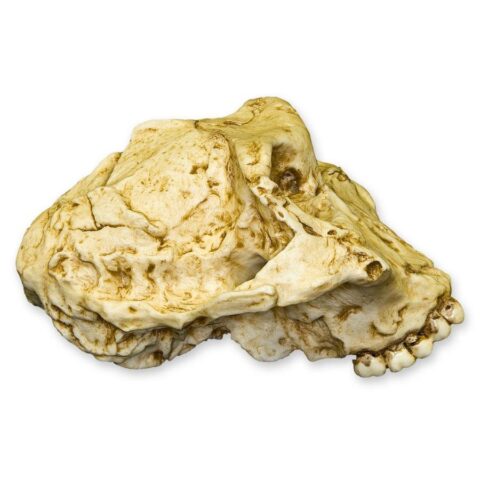 Replica SK-48 Skull - Cranium Only