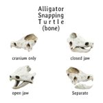Alligator Snapping Turtle Skull Replica – 1:12 Scale (Set of 2)