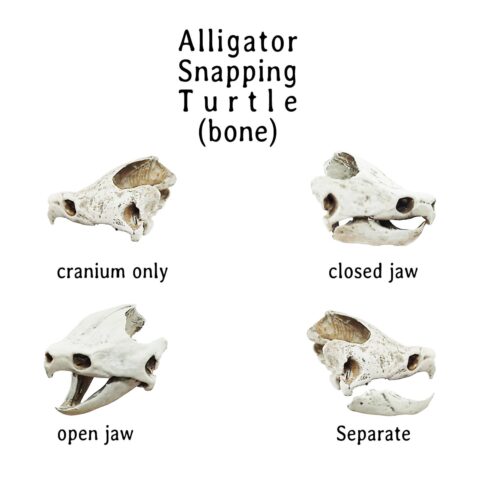 Alligator Snapping Turtle Skull Replica - 1:12 Scale (Set of 2)