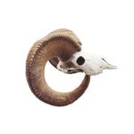 Bighorn Sheep Skull Replica – 1:12 Scale