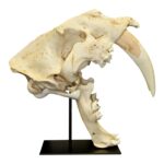 Replica Sabertooth Cat Skull – South American (Smilodon populator)