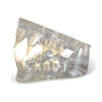 Replica Veterinary Clear Feline Model – Jaw