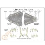 Replica Veterinary Clear Feline Model – Jaw