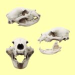Black Bear Skull Replica – 1:12 Scale