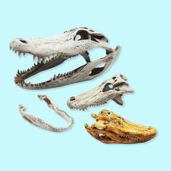 Alligator Skull Replica – 1:6 Scale