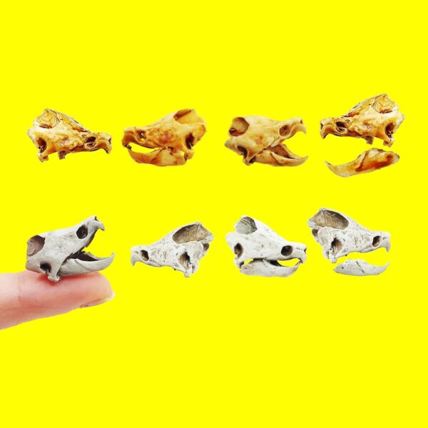 Alligator Snapping Turtle Skull Replica – 1:12 Scale (Set of 2)