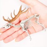 Red Deer Skeleton Replica – 1:18 Scale